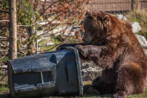 Bear Tough Carts (Bear Resistant Trash Cans) | Toter LLC