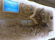 Category:Eurhinosaurus fossils - Wikimedia Commons