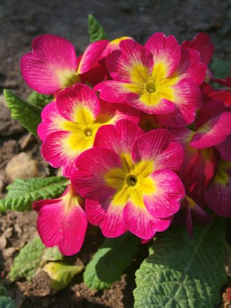 Top 32 Annual Flowers To Grow for a Year-Round Colorful Garden | Florgeous