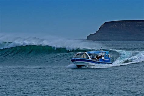 Phillip Island Wildlife Cruise with Optional Penguin Parade and 3 Park Pass