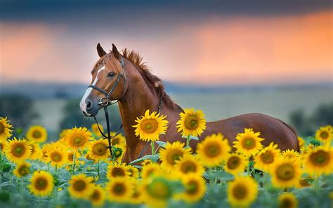 Horse in Sunflower Field, summer, sky, sunset, blossoms HD wallpaper | Pxfuel