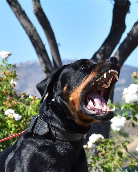 Angry ROTTWEILER in 2023 | Scary dogs, Rottweiler, Angry dog