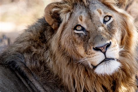 Sensational Wildlife Sightings in South Africa | Experience, Wildlife | Singita