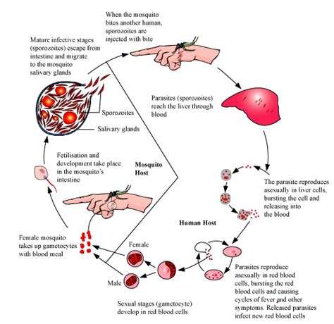 Describe the asexual and sexual phase of life cycle of Plasmodium that causes malaria in humans.