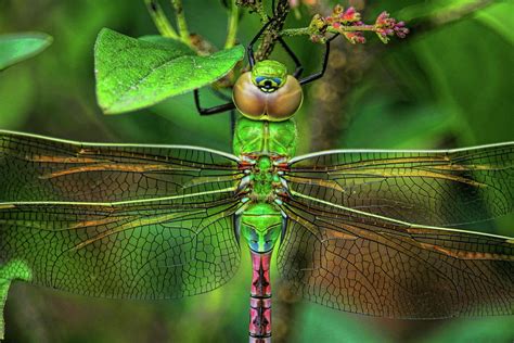 Green Darner Dragonfly Closeup Photograph by Dale Kauzlaric - Fine Art ...