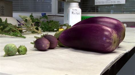 New eggplant varieties resistant to extreme conditions