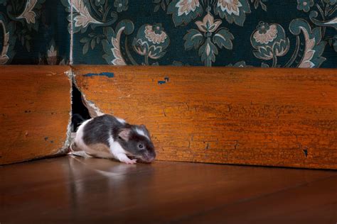 H‍ow to Get Rid of Mice in Walls - Drive-Bye Pest Exterminators