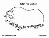 Musk Ox – Coloring Nature sketch template