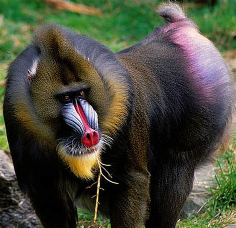 Mandrill - The Largest and Most Colorful of All Monkeys | Animal Pictures and Facts | FactZoo.com