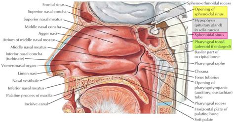 Sphenoid sinus anatomy, function, sphenoid sinus infection & surgery