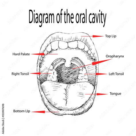 Diagram of the oral cavity Stock Illustration | Adobe Stock