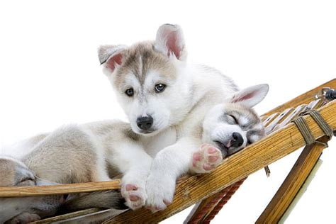 30+ Siberian Husky Sleeping In The Snow Stock Photos, Pictures & Royalty-Free Images - iStock