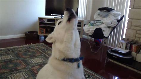 Siberian Husky Howling - YouTube