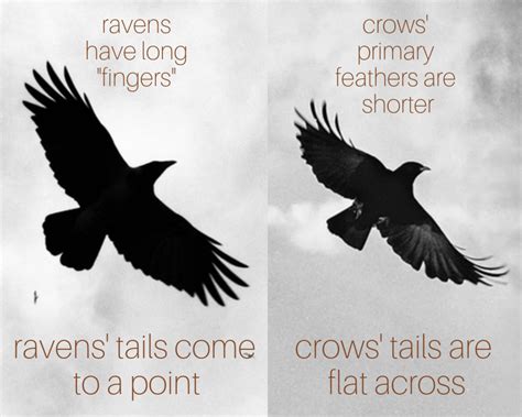 Raven Vs Crow Main Differences And Similarities, 41% OFF