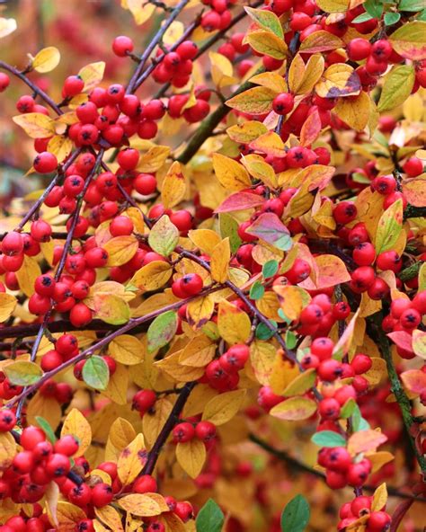 Firethorn, Pyracantha - planting, pruning, and care