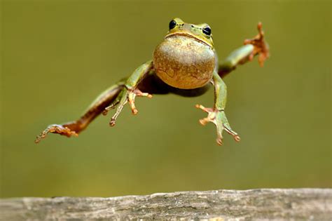 Frog Jumping Images – Browse 36,939 Stock Photos, Vectors, and Video ...