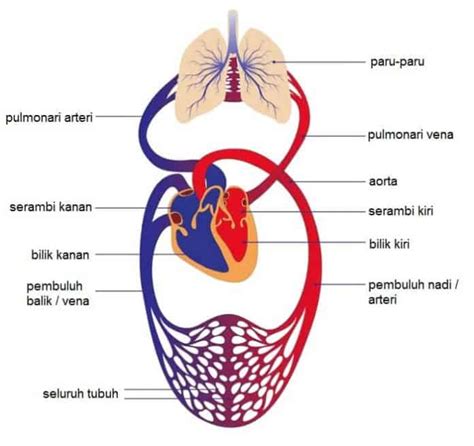 Sistem Peredaran Darah Manusia Disertai Gambar - kependidikan.com