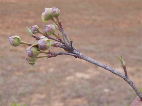 Sizzling Indian Recipes.....: Dogwood trees in bloom around Cary,North Carolina - An enticing ...