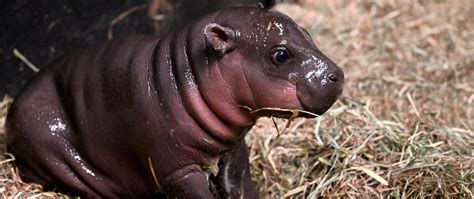 Baby Pygmy Hippo Born December 6 - Metro Richmond Zoo