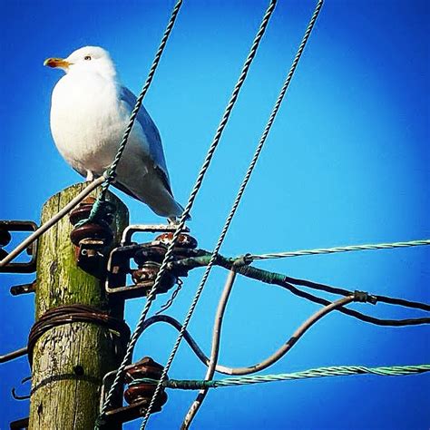 Anglesey Wildlife Photographer - Home