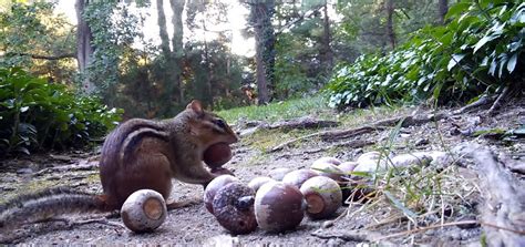 About Chipmunk: Appearance, Biology, Life Cycle, Habitat, Diet, Behavior