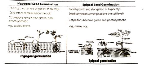 How do you distinquish between hypogeal germination and epigeal germin