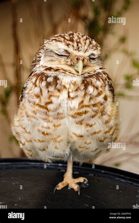 international centre for birds of prey Stock Photo - Alamy