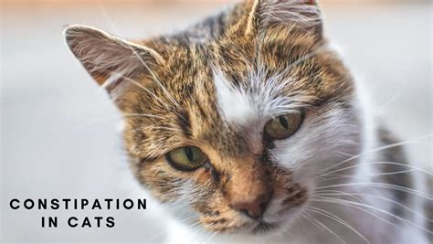 Treating and Preventing Constipation in Cats