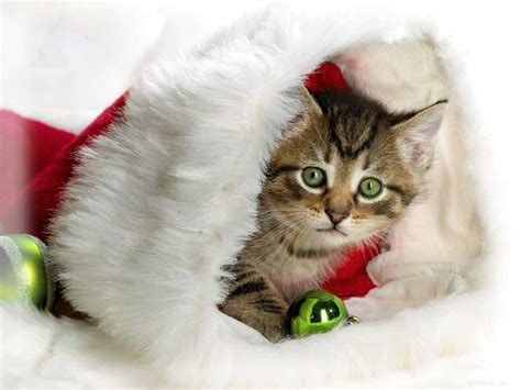 Christmas Cat - Teddybear64 Photo (27771003) - Fanpop