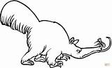 Anteater 7 Coloring Online sketch template
