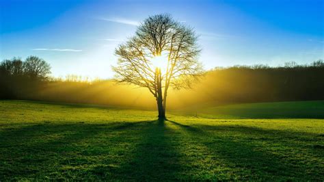 Tree, sun, light, summer, forest wallpaper | nature and landscape | Wallpaper Better