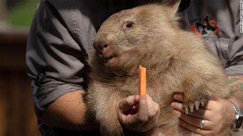 Giant wombat-like creatures, the size of black bears, once walked the earth - CNN