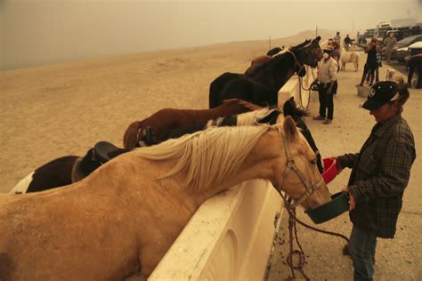 These Haunting Photos Show Animals Fleeing The Massive California Wildfires