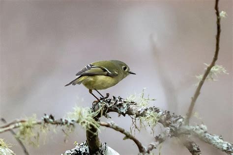 Kinglet, Not Really at Rest Photograph by Douglas Fraser Smith - Fine Art America