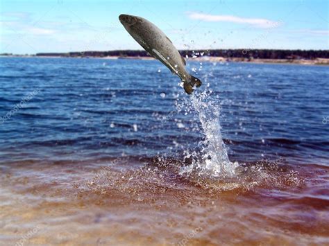 Jumping out from water trout — Stock Photo © witoldkr1 #5409845