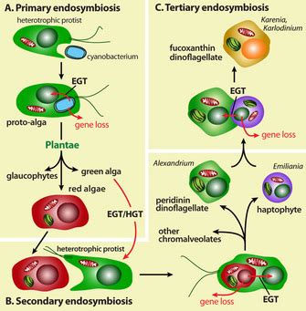 The Origin of Plastids | Learn Science at Scitable