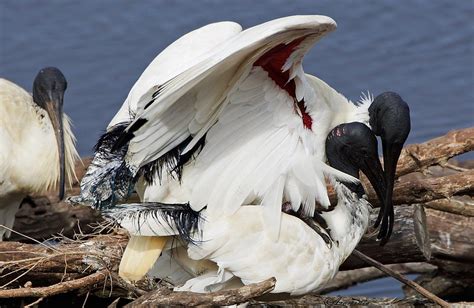 Ibis mating shots | BIRDS in BACKYARDS