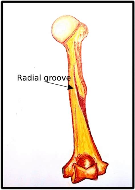 Radial Groove - Anatomy, Structure, Location