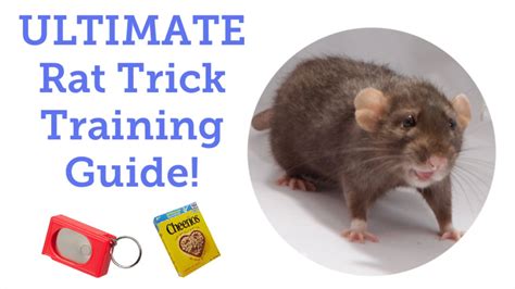 How to Start Training Your Rats (Updated)! - YouTube