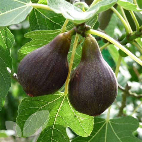 Fig Brown Turkey Trees For Sale | Buy Online