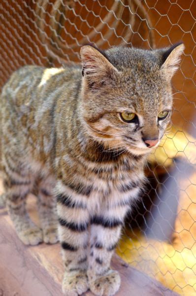 Andean Mountain Cat - Facts, Diet, Habitat & Pictures on Animalia.bio ...