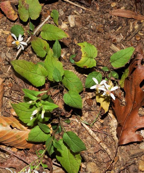 Maryland Biodiversity Project - White Wood Aster (Eurybia divaricata)