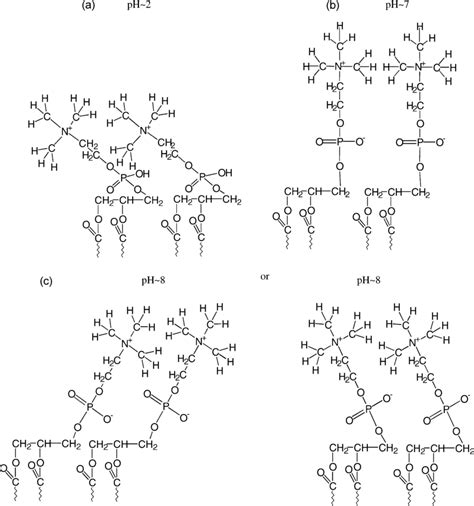 The phospholipids conformations depending on pH applied for liposome ...