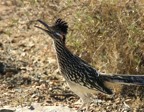 Fotos gratis : naturaleza, pájaro, pradera, fauna silvestre, retrato ...