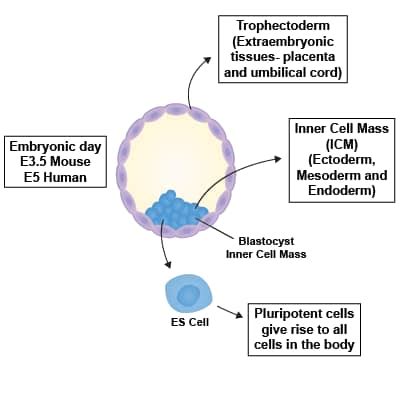 Embryonic Stem Cell Markers