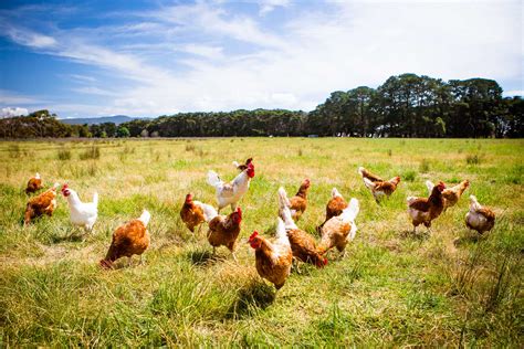 Organic Poultry Production for Meat and Eggs | Organic Farmer