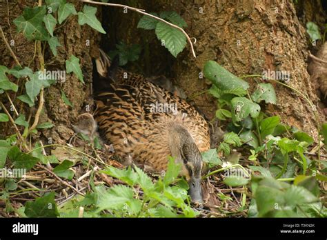 Mallard duck eggs hi-res stock photography and images - Alamy