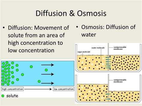 PPT - Diffusion & Osmosis PowerPoint Presentation - ID:2789128