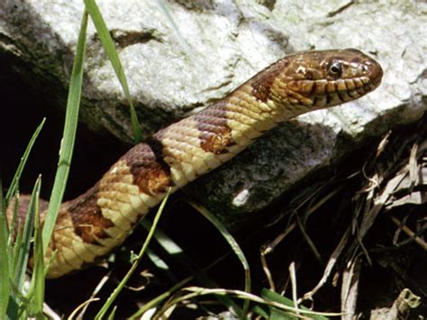 Common watersnake - Wikipedia