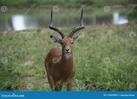 Grants Gazelle Male Stag Buck Carefully Watching for Predators in ...